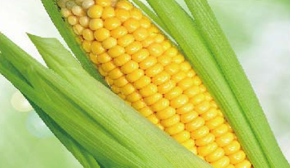 陶瓷膜应用:生物、医药行业